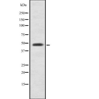 Rabbit anti-AVPR1A Polyclonal Antibody#abs137871