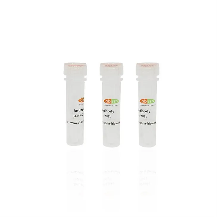 Rabbit Anti-MyD88 Polyclonal Antibody#abs131286