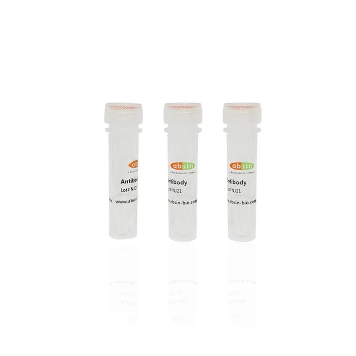 Rabbit Anti-SYF2 Polyclonal Antibody#abs132626