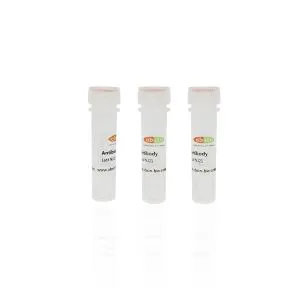 EEF1D Antibody (N-term) #abs110612