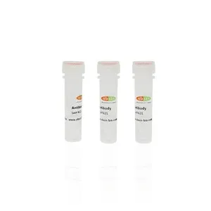 Rabbit Anti-Collagen XVII Polyclonal Antibody#abs133252