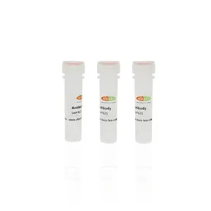 Rabbit Anti-HEXIM2 Polyclonal Antibody#abs132827