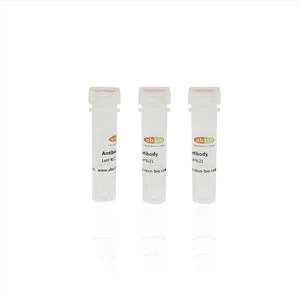 Rabbit Anti-PAK6 Polyclonal Antibody#abs139658